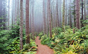 Fonds d'écran USA Forêt Washington Le tronc Sentier Issaquah Nature