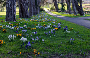 Bakgrundsbilder på skrivbordet Irland Parker Krokusar Dublin Gräset Cabinteely Park Natur