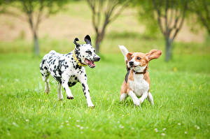 Sfondi desktop Cani Due 2 Dalmata Beagle Erba Che corre