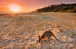 Papel de Parede Desktop Cangurus Praia Areia Naturaleza