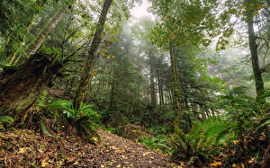 Fonds d'écran USA Forêts Washington Arbres Nature