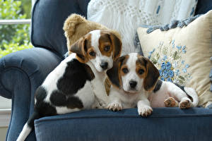 Sfondi desktop Cane Cagnolino Beagle Due 2 Divano