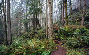 Fonds d'écran USA Forêts Washington Le tronc Issaquah Nature