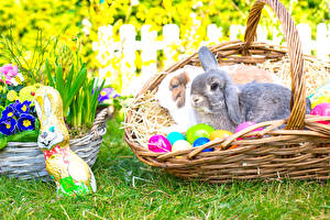 Sfondi desktop Giorno festivo Pasqua Conigli Primula Cesto Uovo animale