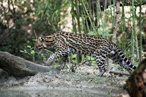 Bureaubladachtergronden Pantherinae Pardelkat Boomstam Dieren