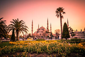 Papel de Parede Desktop Istambul Turquia Templo Tulipas Sultão Ahmed Mesquita Palmeira Cidades