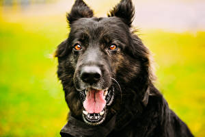 Sfondi desktop Cane Cane da pastore tedesco Cane da pastore Il muso Lingua (anatomia) Denti Nero Sguardo animale