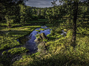 Fonds d'écran USA Rivières Forêt Washington Herbe Palouse River Nature