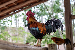 Hintergrundbilder Vogel Hahn