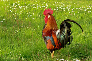 Hintergrundbilder Vogel Hahn Gras ein Tier