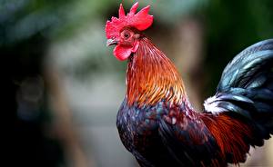 Hintergrundbilder Vögel Hahn Tiere