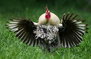 Hintergrundbilder Vögel Hahn Flügel ein Tier