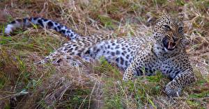 Fonds d'écran Fauve Léopard Rictus un animal