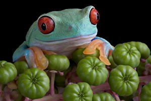 Fonds d'écran Grenouilles Tomate En gros plan un animal