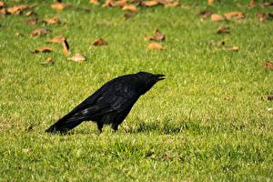 Wallpaper Birds Crow Grass Lawn animal