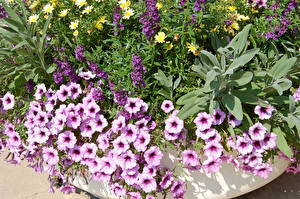 Sfondi desktop Petunia fiore