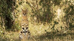 Papel de Parede Desktop Fauve Serval Grama animalia