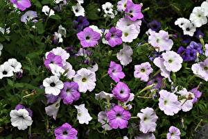 Sfondi desktop Petunia Da vicino