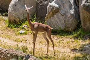 Фотография Антилопа Gerenuk