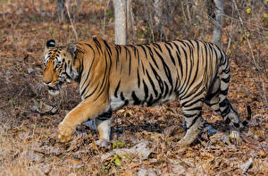 Papel de Parede Desktop Fauve Tigres