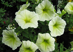 Sfondi desktop Petunia Da vicino fiore