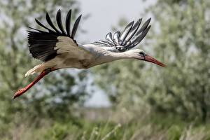 Fonds d'écran Oiseau Cigogne Vol Animaux