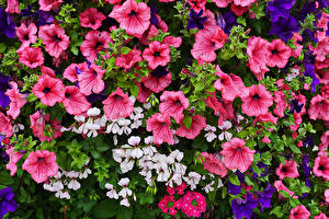 Sfondi desktop Petunia Molti Fiori