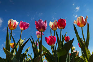 Fotos Tulpen Himmel Untersicht Ansicht von unten Blumen