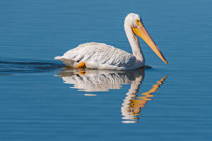 Hintergrundbilder Wasser Vögel Pelikane