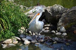 Fotos Stein Vogel Pelikane ein Tier