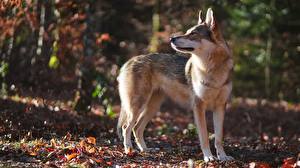 Fondos de escritorio Lobos Fondo borroso Hoja animales