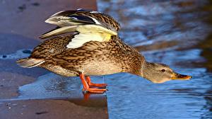 Fonds d'écran Canard Latéralement