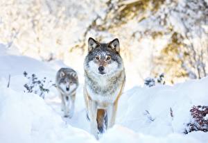 Fondos de escritorio Lobos Invierno Nieve 2 animales