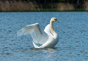 Sfondi desktop Uccello Cigno Acqua Bianco