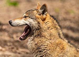 Fondos de escritorio Lobos Lateralmente Fondo borroso Animalia