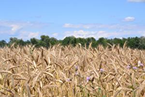 Pictures Fields Wheat Spike