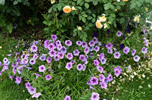 Sfondi desktop Petunia Molte Violetto fiore