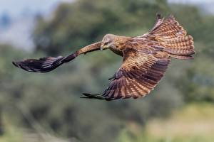 Fonds d'écran Oiseau Vol Black kite un animal