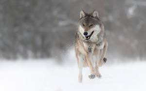 Fondos de escritorio Lobos Correr