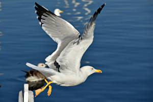 Fonds d'écran Oiseau Mouette Vol Aile un animal