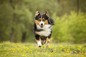 Wallpapers Dog Run Grass Front animal