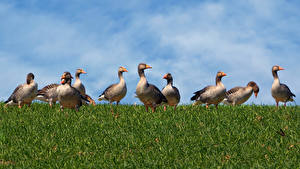 Fonds d'écran Canard Beaucoup Herbe