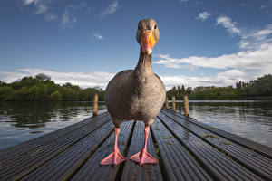 Fonds d'écran Canard Rivières Bec un animal