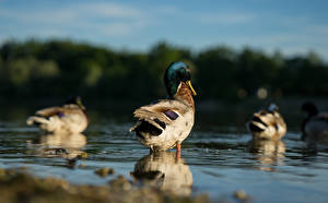 Fonds d'écran Eau Oiseau Canard Bokeh