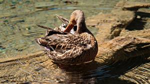 Fonds d'écran Eau Oiseau Canard