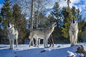 Fondos de escritorio Lobos Nieve Сuatro 4