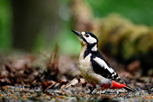 Bilder Spechte Vögel Unscharfer Hintergrund