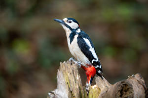 Fotos Spechte Vögel