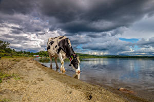 Fondos de escritorio Vacas Lago Bebe agua animales