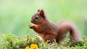 Fonds d'écran Sciuridae Rongeurs Bokeh